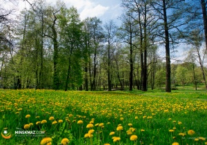 Wiosenny park miejski 2016 - galeria zdjęć