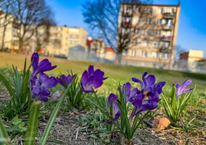 Krokusy nad Srebrną