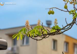 Na Warszawskiej kasztany kwitną w... sierpniu!