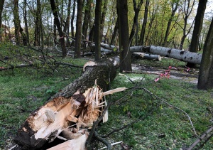 Park miejski zamknięty