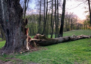 Wiatr powalił pomnik