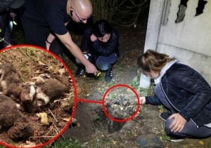 Strzelał z wiatrówki do szczeniaków i dobijał je szpadlem