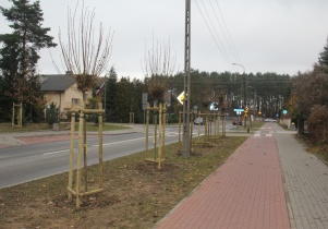 133 nowe drzewa na ul. Grzeszaka