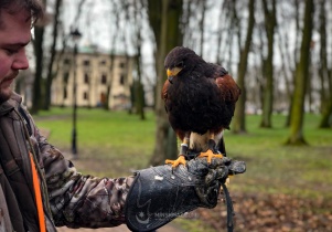 Sokolnik wr&oacute;cił do parku