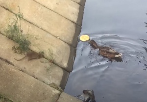 Ponad milion wyświetleń "Potyczki o bułkę"