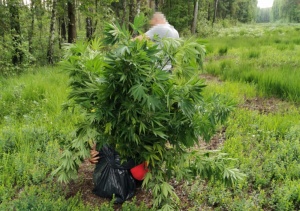 Policjanci zlikwidowali leśną plantację konopi