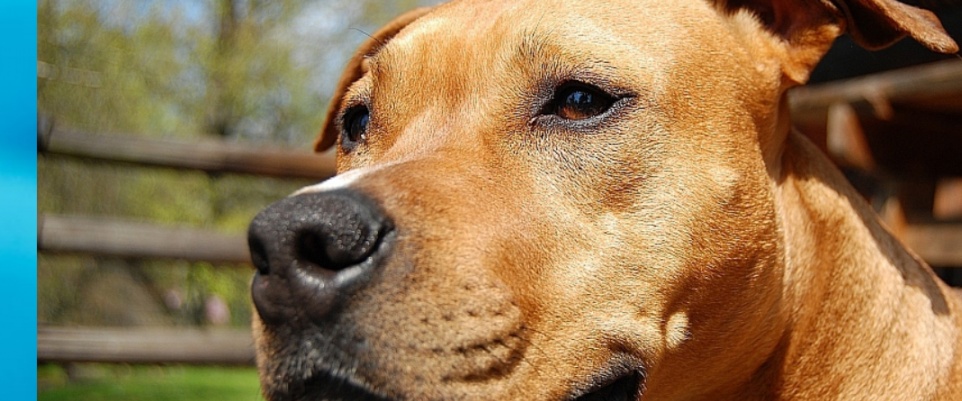 „Pogotowie dla Zwierząt” szuka zabójcy psa w gminie Halinów