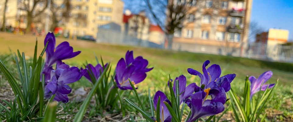 Krokusy nad Srebrną