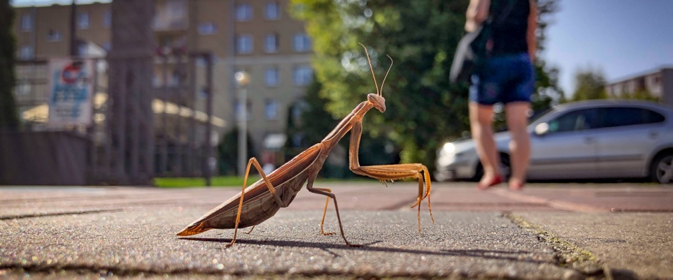Modliszki zn&oacute;w dotarły do Mińska