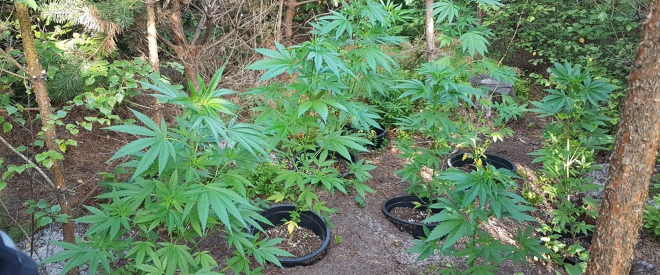 Kryminalni z Mińska zlikwidowali plantację marihuany