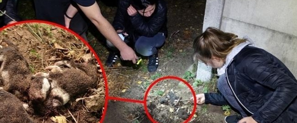 Strzelał z wiatrówki do szczeniaków i dobijał je szpadlem
