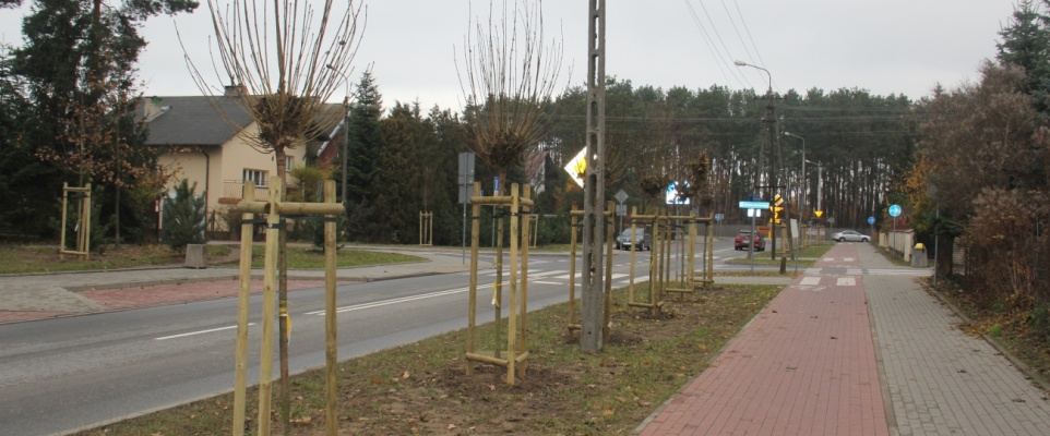 133 nowe drzewa na ul. Grzeszaka