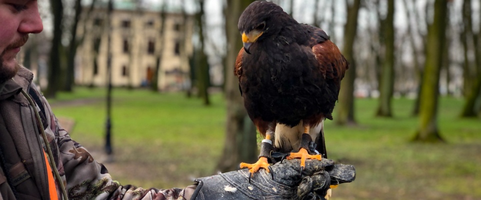 Sokolnik wr&oacute;cił do parku