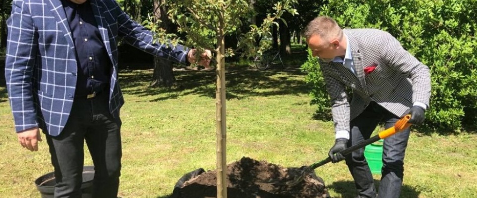 Samorządowa rajska jabłoń