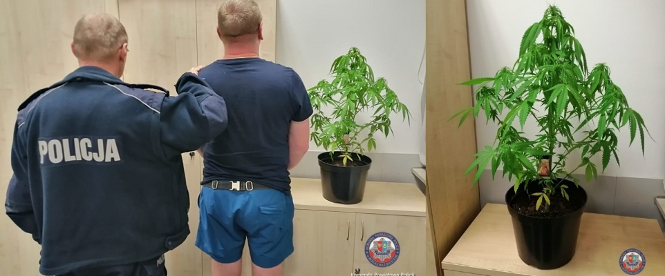 Uprawiał zakazaną roślinę