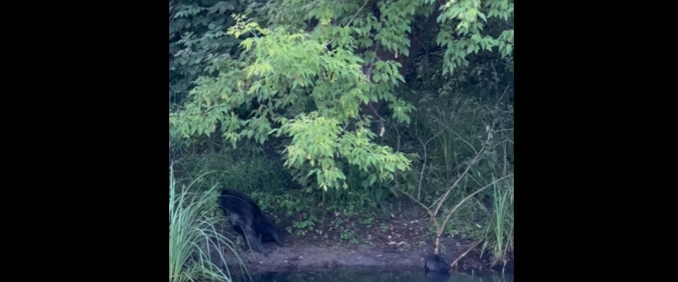 Bobry zamieszkały w miejskim parku